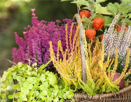 Ab in die Kiste! Herbstliche Deko mit Besenheide