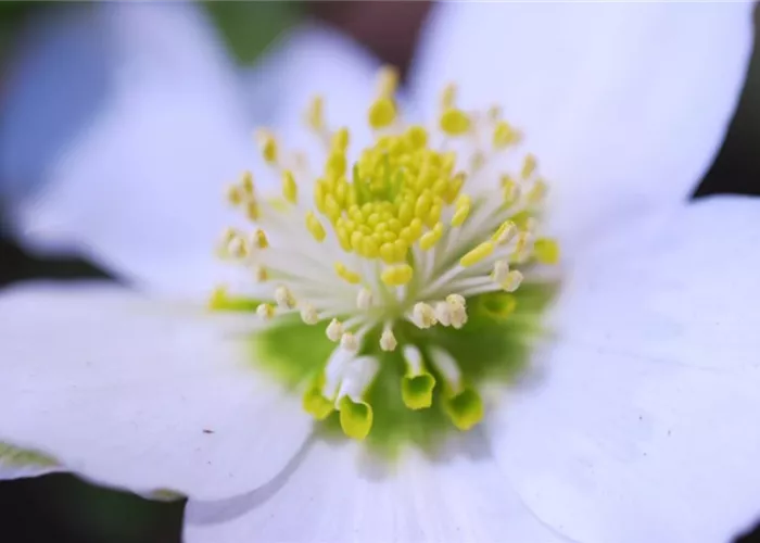 Christrose - Einpflanzen im Garten