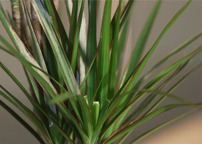 Zimmerpflanzenportrait - Drachenbaum