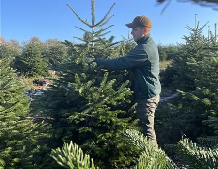 Weihnachtsbaum (Aktionsbaum) – nur vor Ort erhältlich