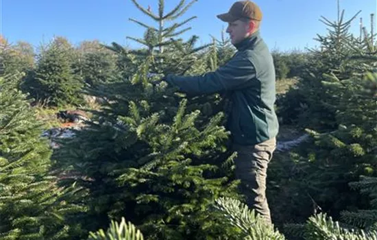 Weihnachtsbaum - Aktions-Baum – nur vor Ort erhältlich