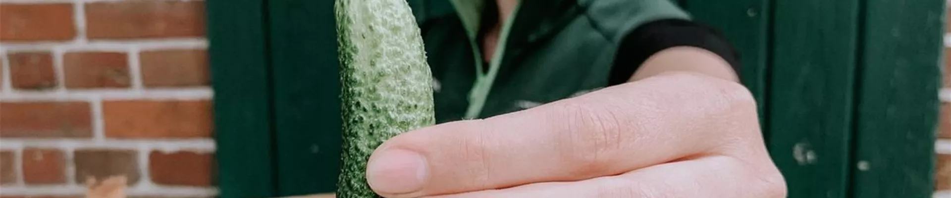 Einlegegurken Einmachgurken-0-0-1200-1600.jpg