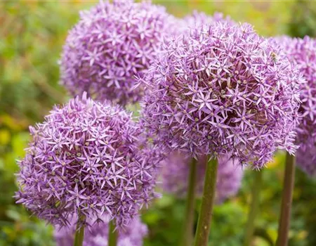 Allium – eleganter Zierlauch