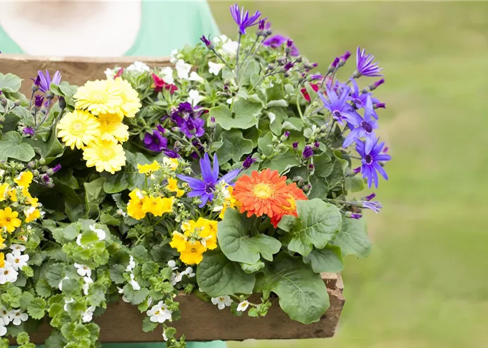 Dünger für Sommerblumen – der Extra-Kick für das Wachstum