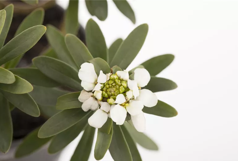Iberis sempervirens