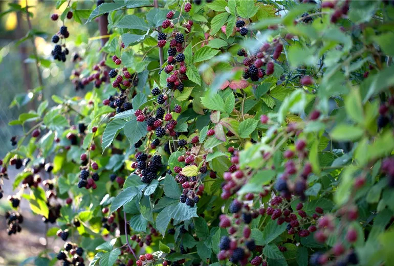 Rubus fruticosus 'Thornless Evergreen'