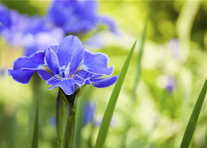 Die Iris – eine Pflanzen-Schönheit mit vielen Gesichtern