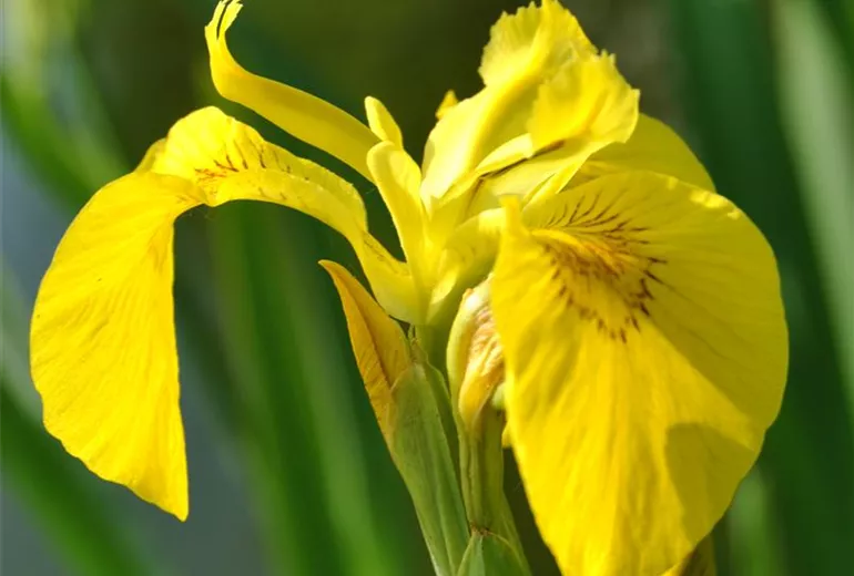 Iris pseudacorus