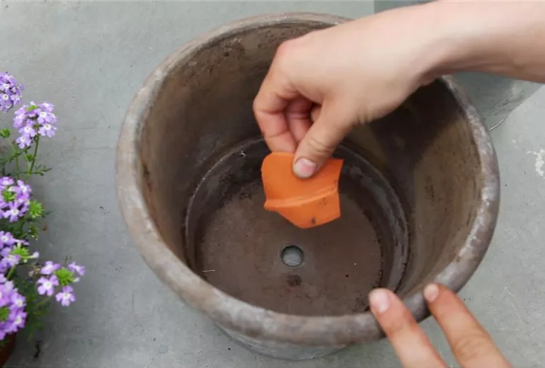 Eisenkraut - Einpflanzen in ein Gefäß (1)